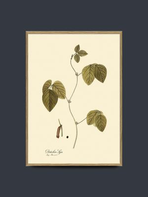 Dolichos Soja 70x100 - recommended by Tove Waldemar